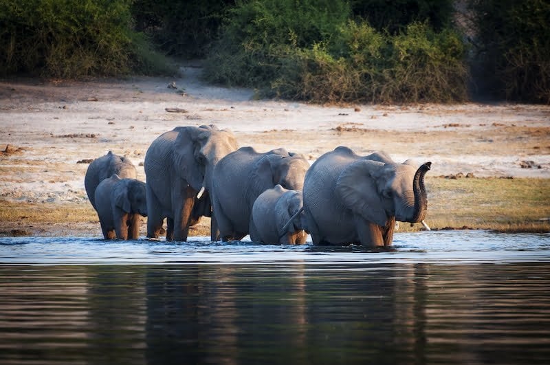 Chobe