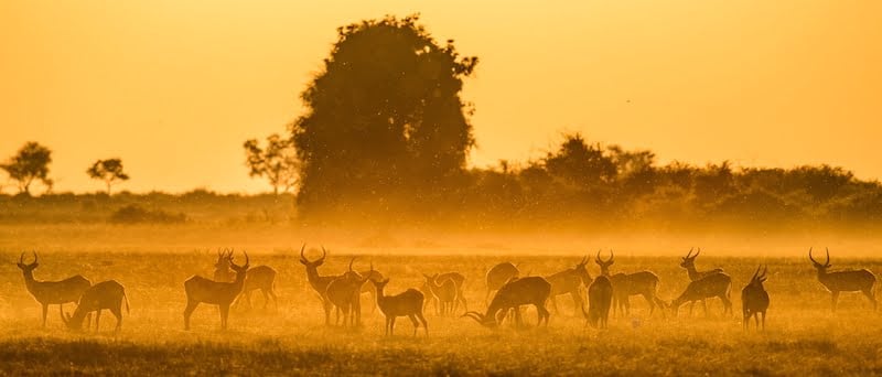 Okavango Delta