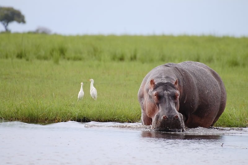 Chobe