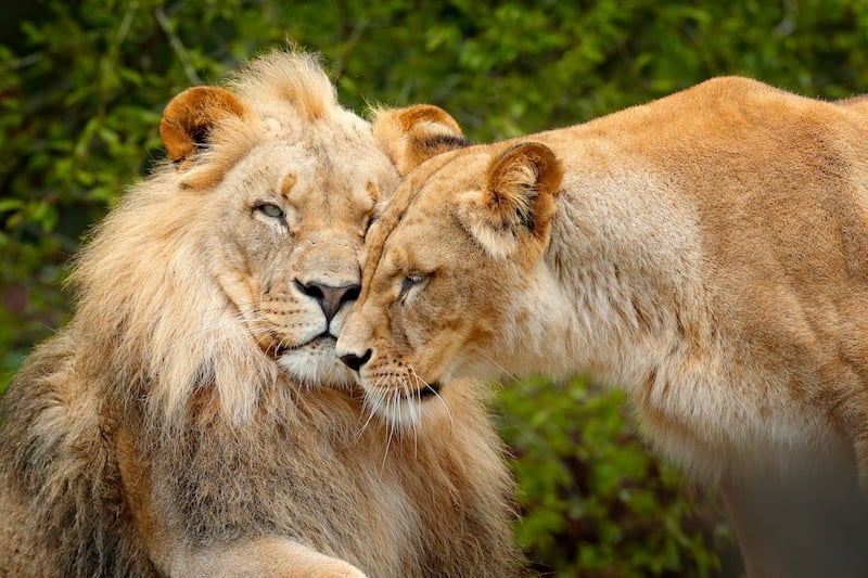 Chobe