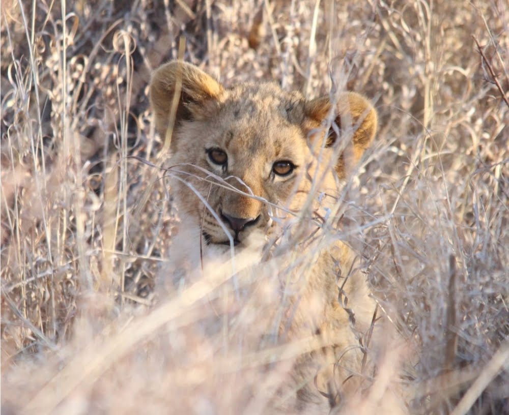 MOTSWIRI PRIVATE SAFARI LODGE