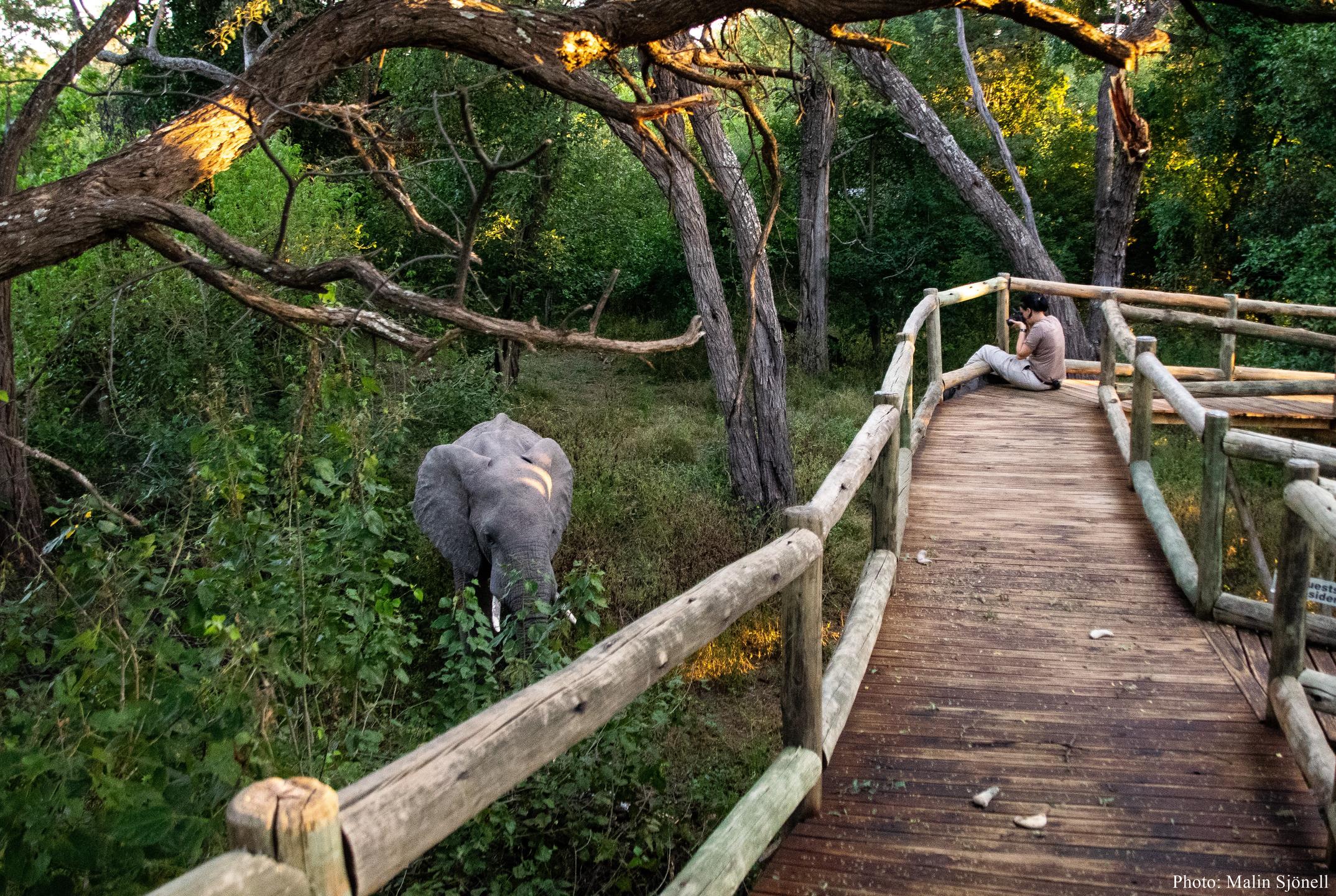 NAMBWA TENTED LODGE