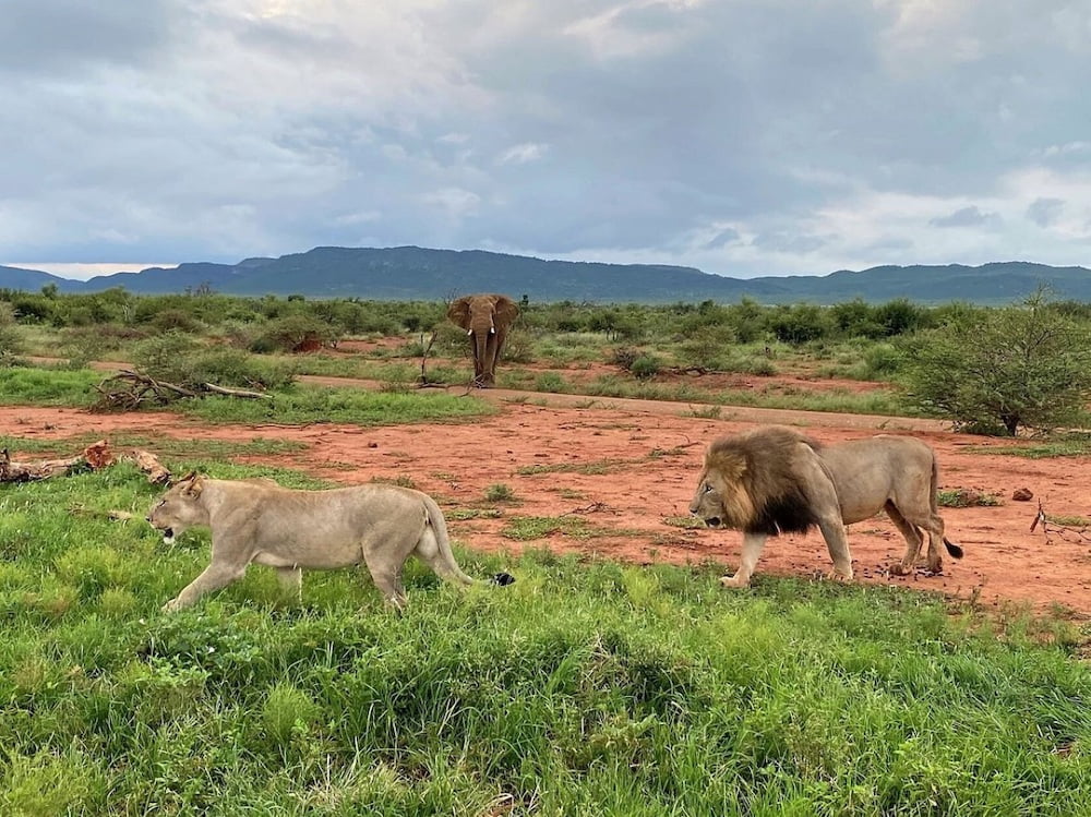 MOTSWIRI PRIVATE SAFARI LODGE