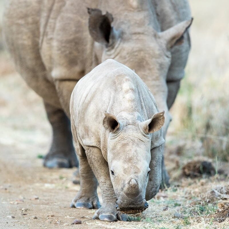 Pilanesberg National Park