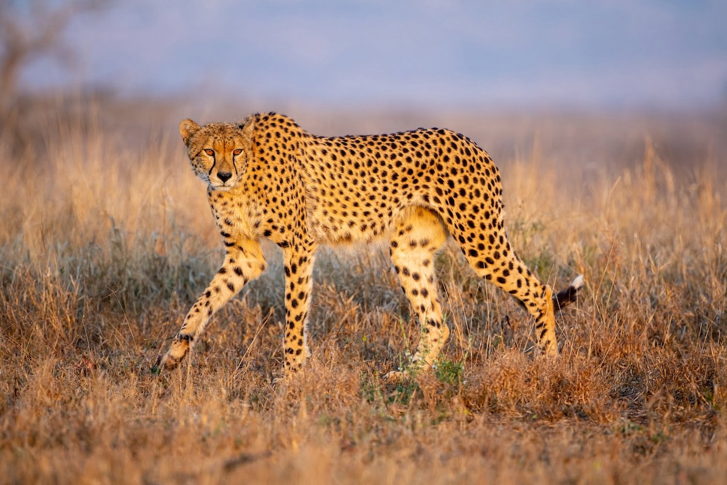 WHAT TO PACK FOR YOUR HIGH SEASON SAFARI