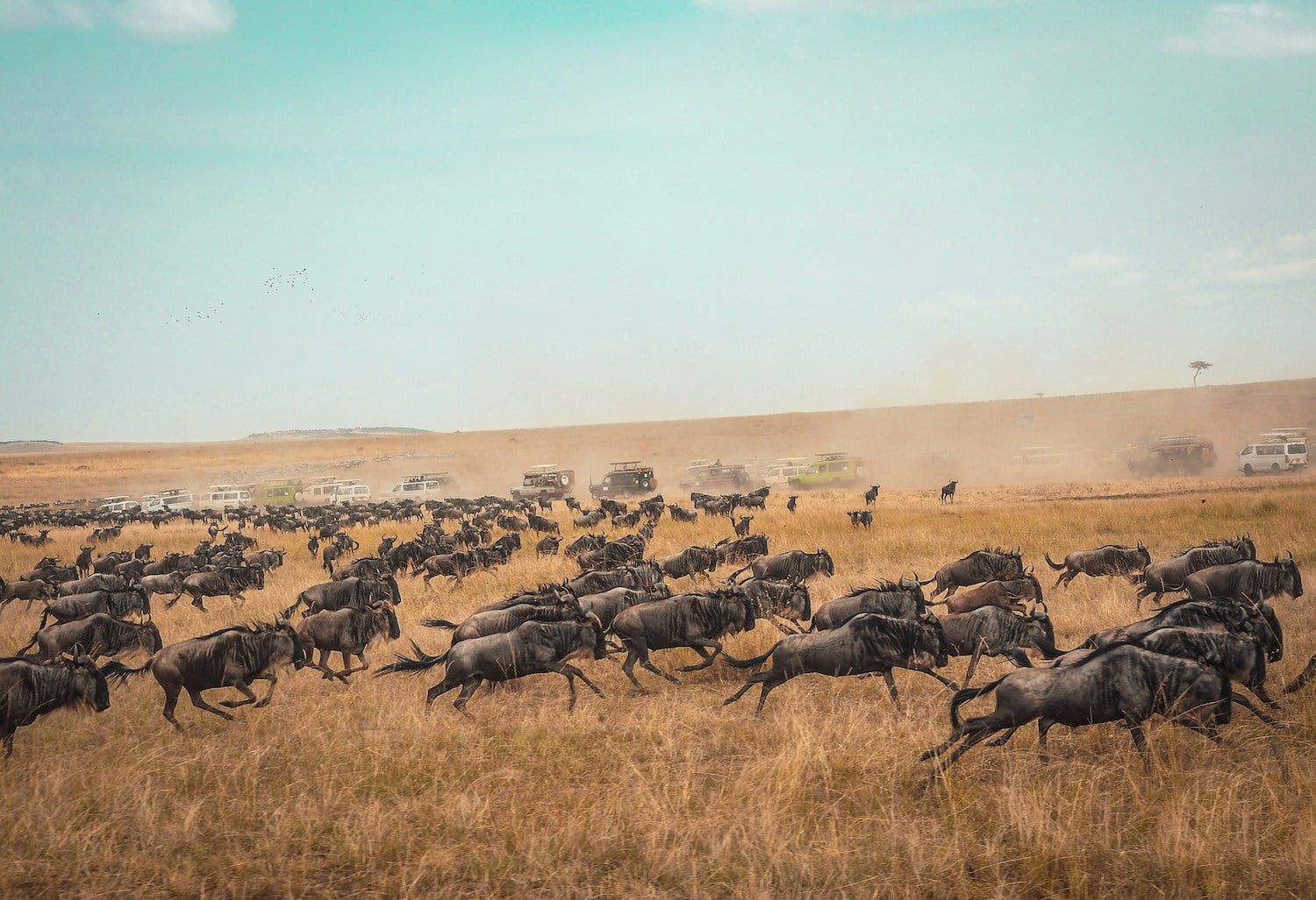 What are the differences between East Africa and Southern Africa?
