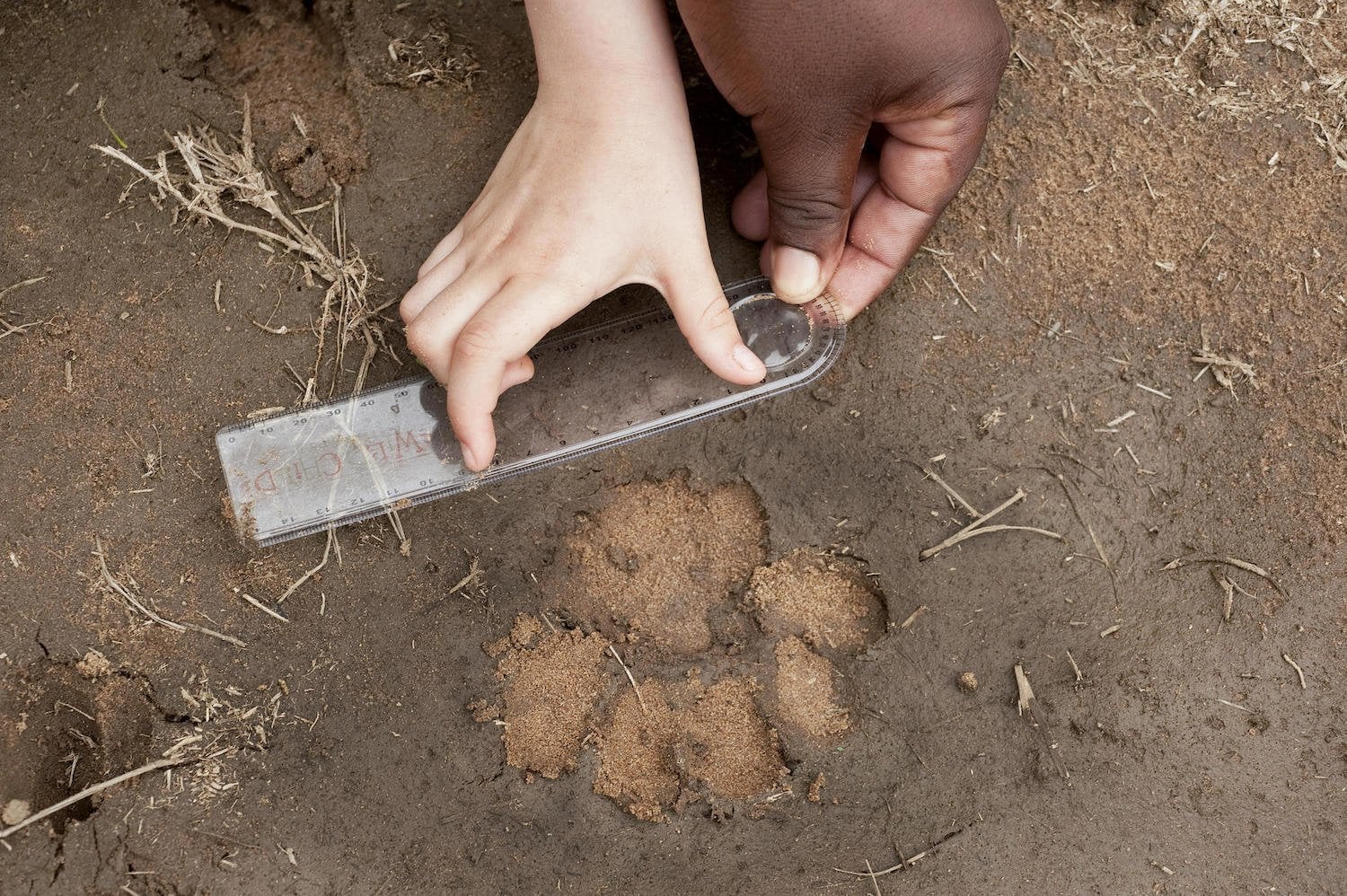 Are Safaris Family-friendly and What Age is Appropriate to Go?