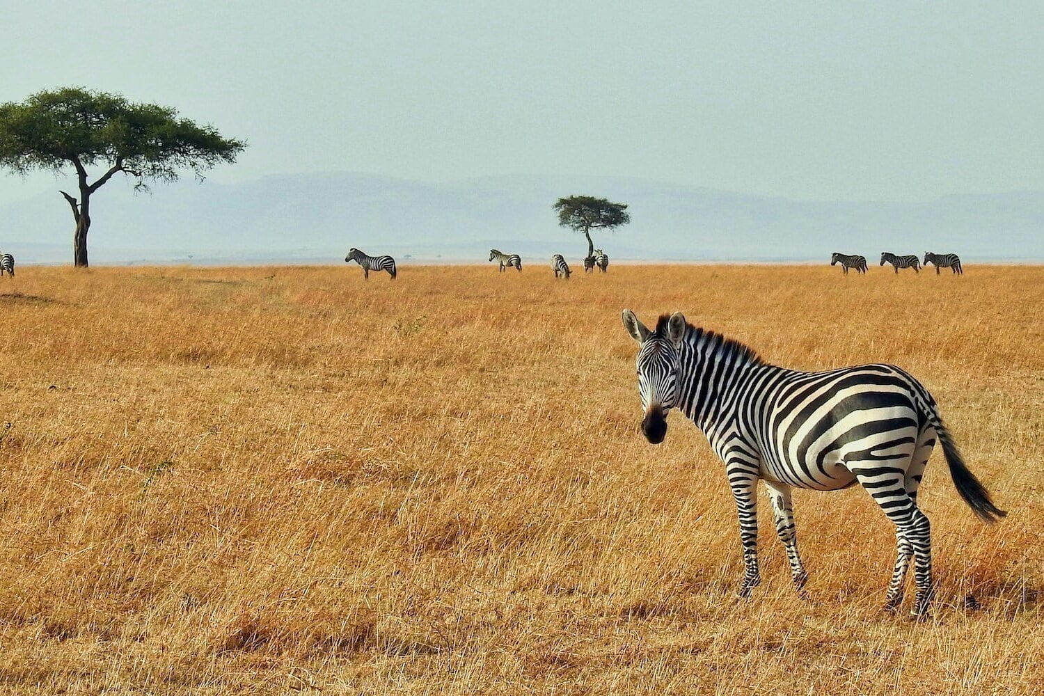 What are the differences between East Africa and Southern Africa