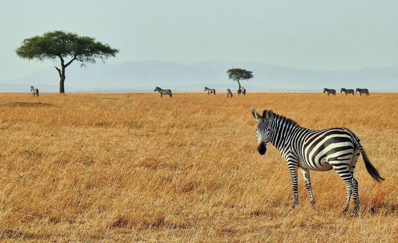 Zebra grazing in the Masai Mara ~ Kenya, East Africa