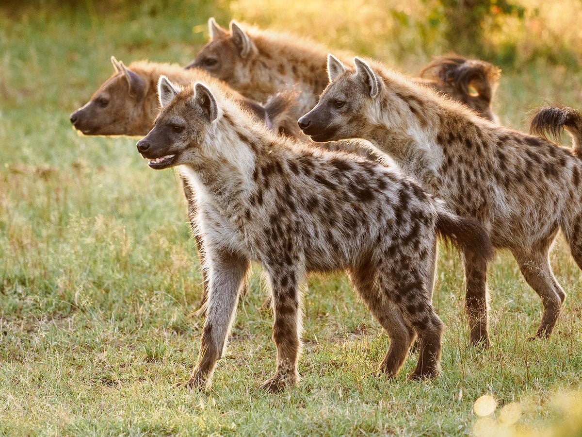 Masai Mara