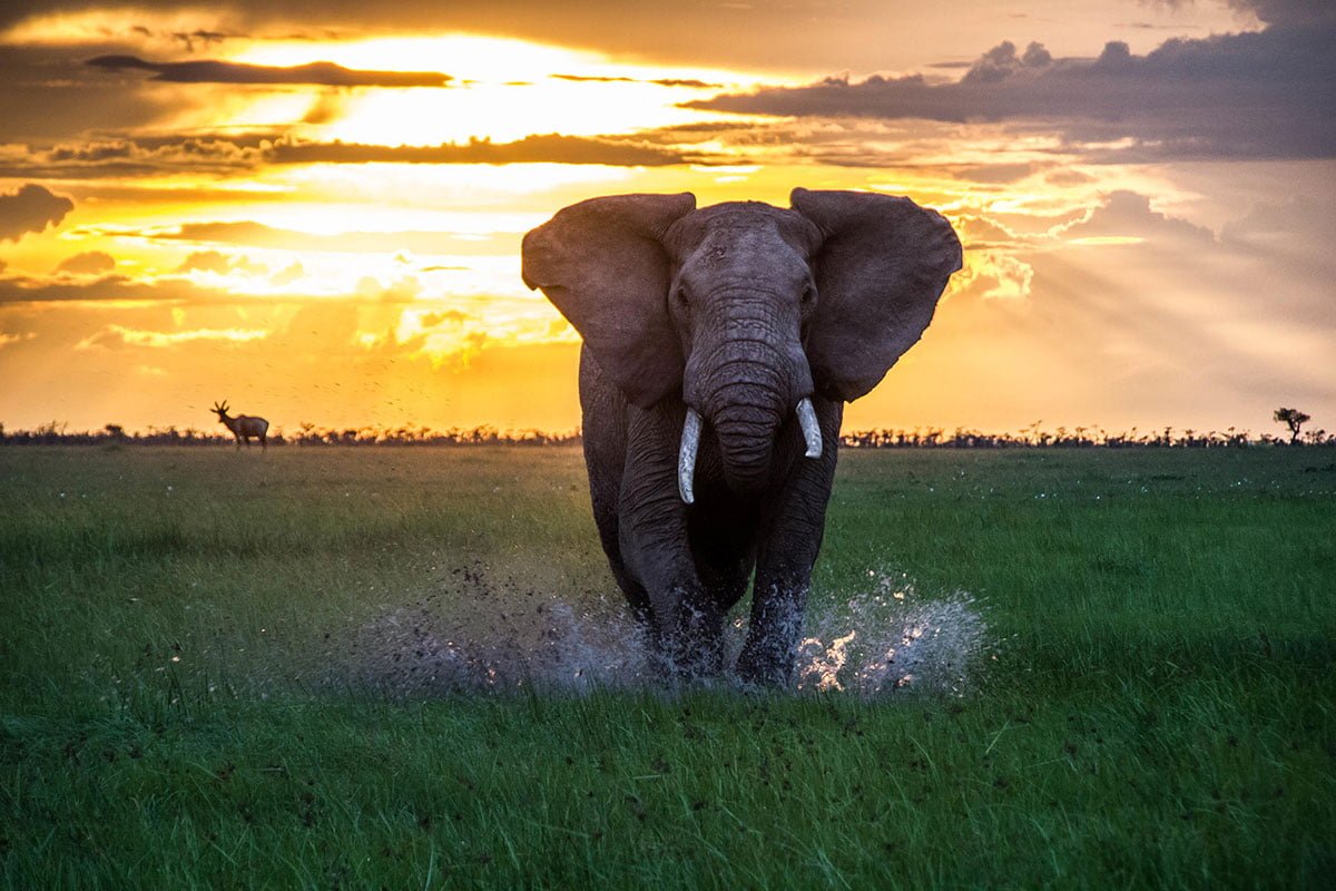 Masai Mara