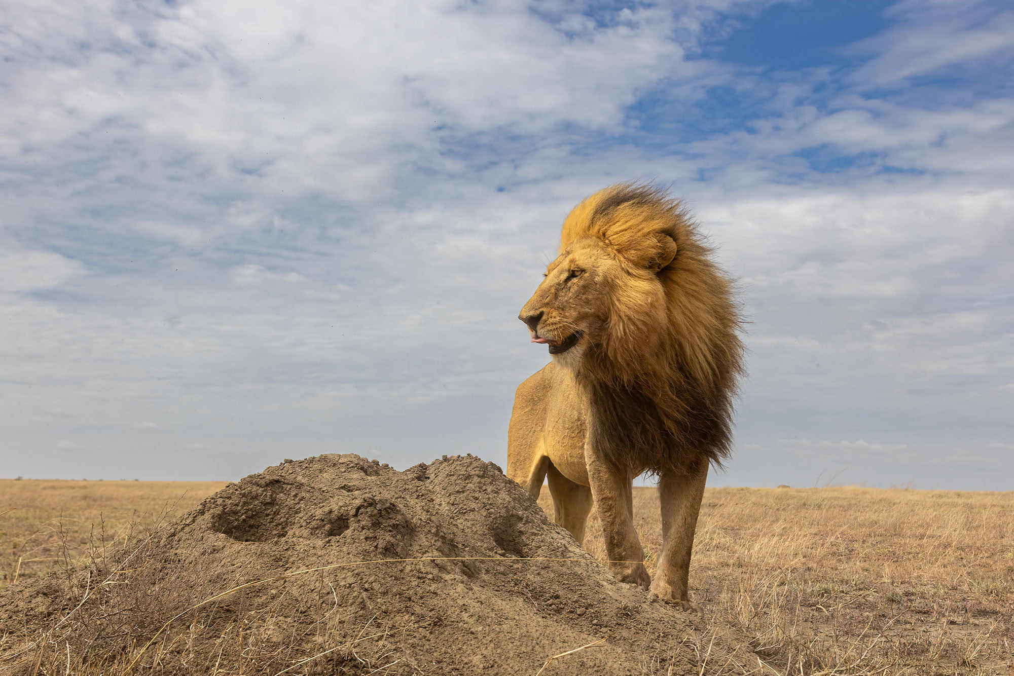 The Serengeti
