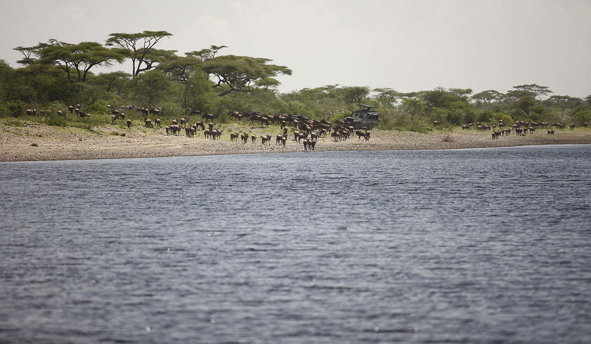 The Serengeti
