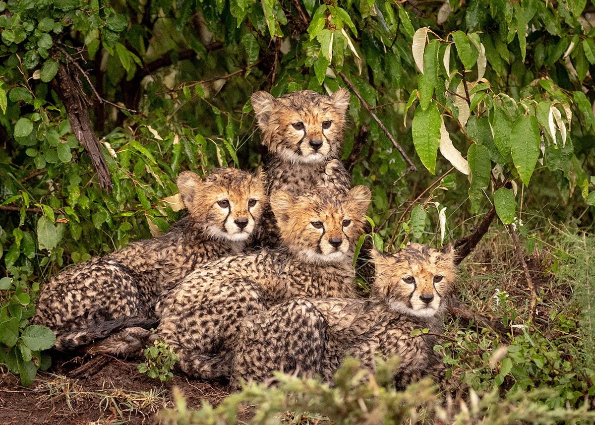 Masai Mara