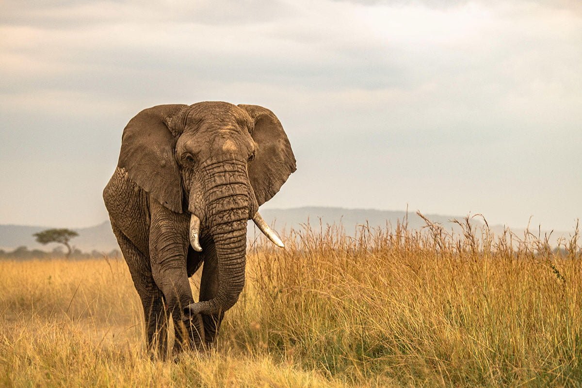 Masai Mara