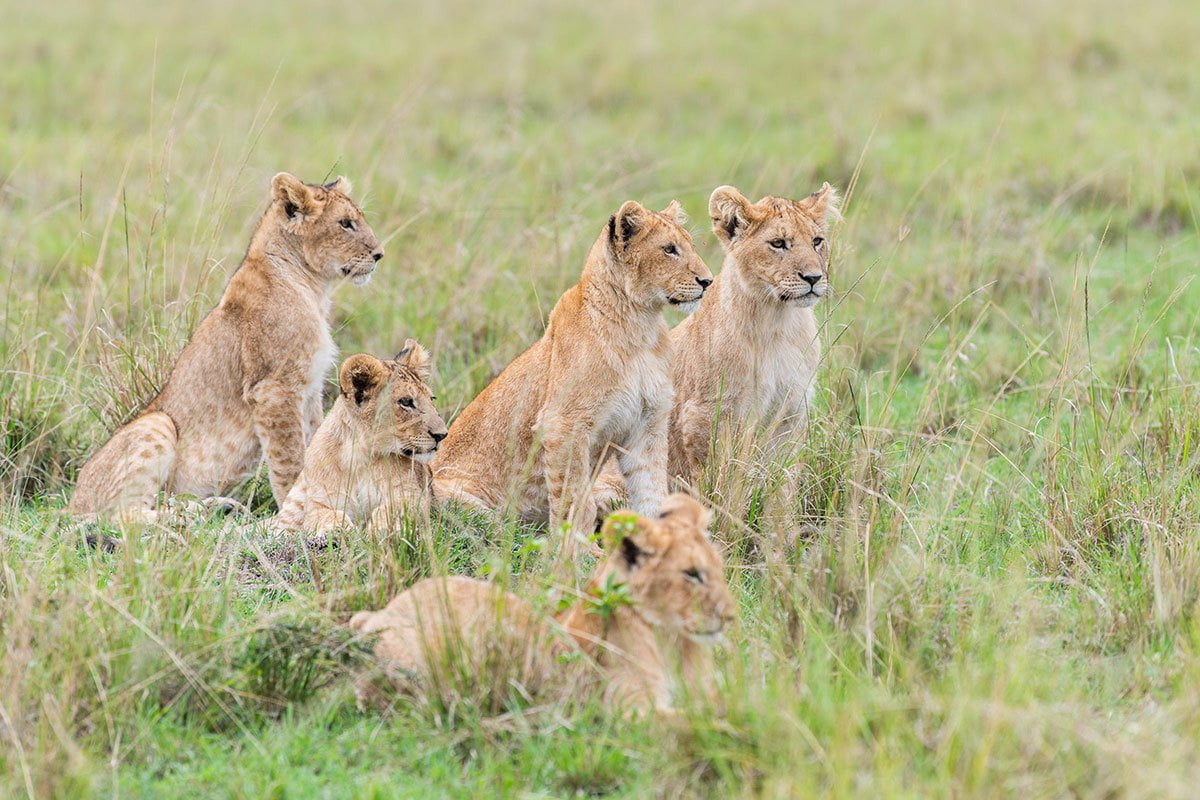 Masai Mara