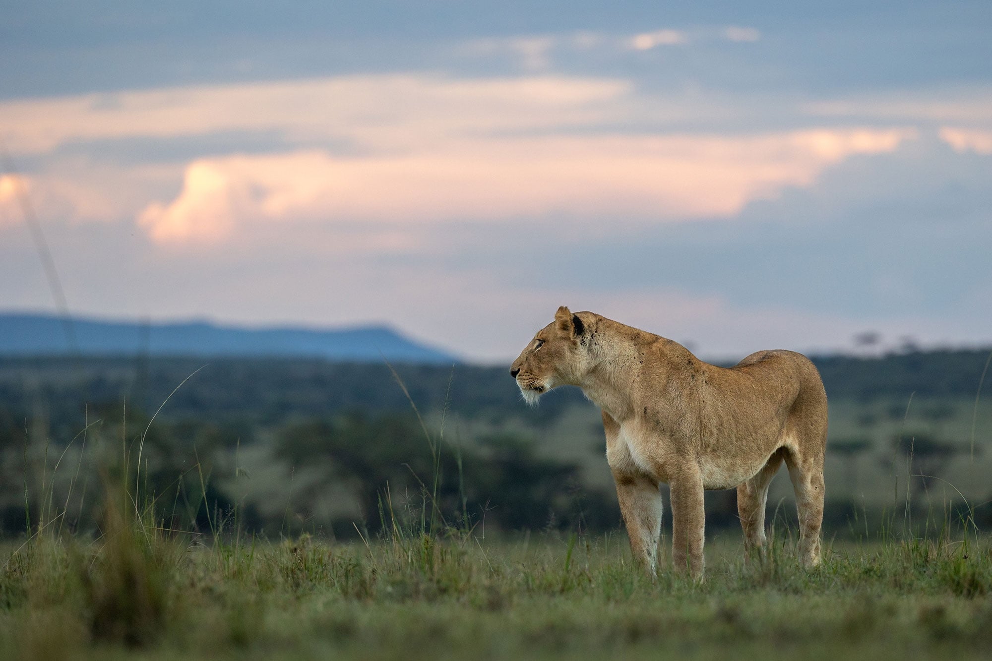 Masai Mara