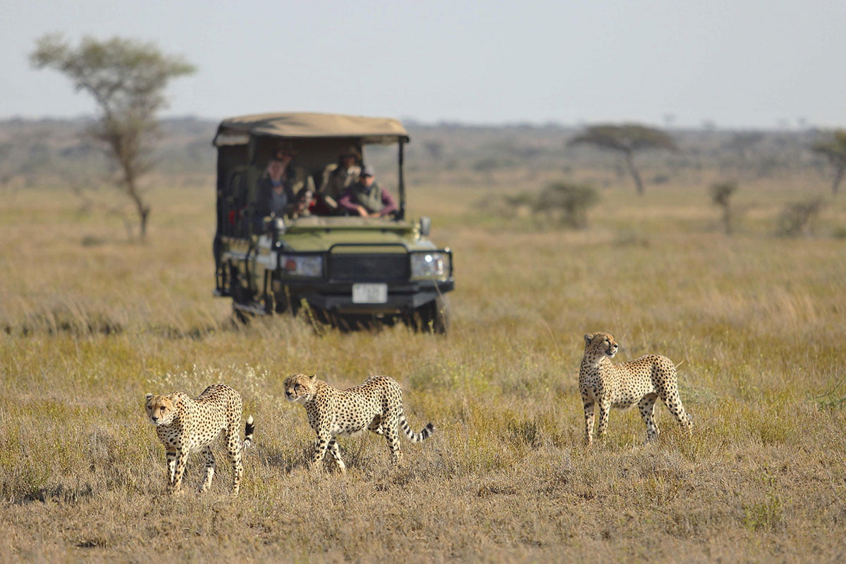 The Serengeti