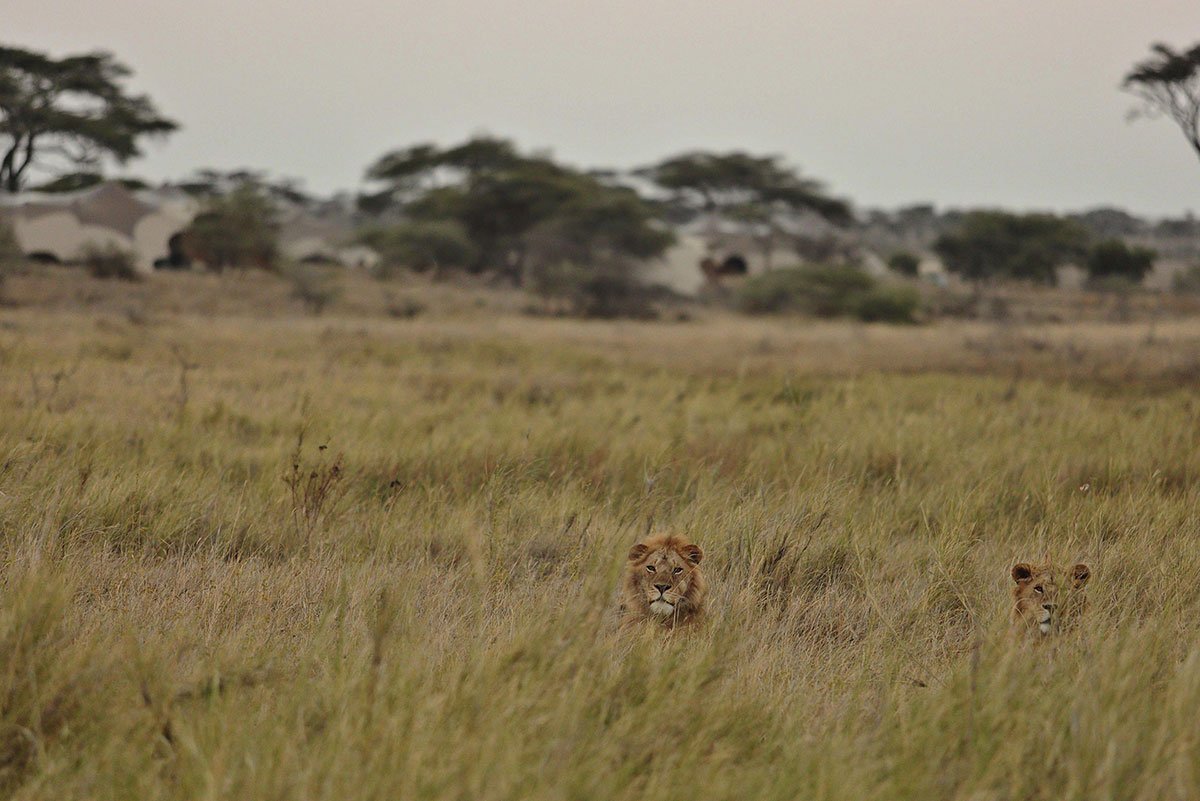 The Serengeti