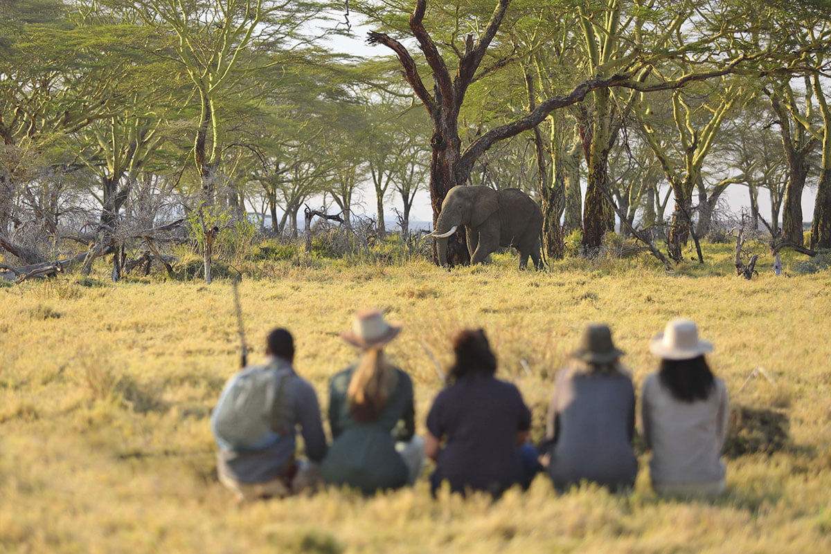The Serengeti