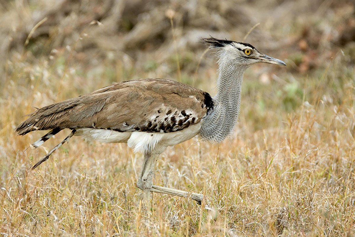 The Serengeti