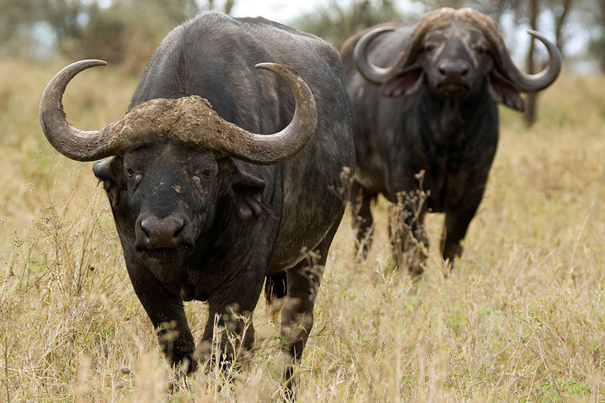 The Serengeti