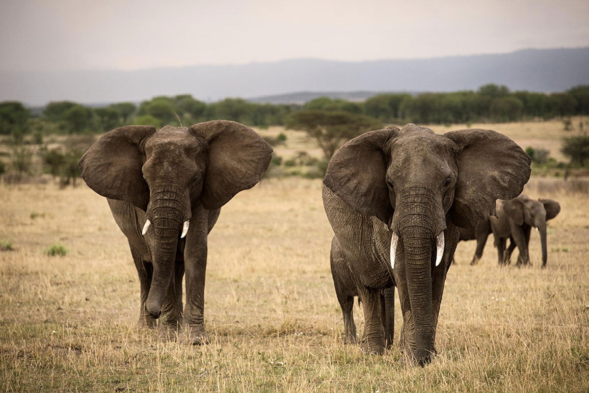 The Serengeti