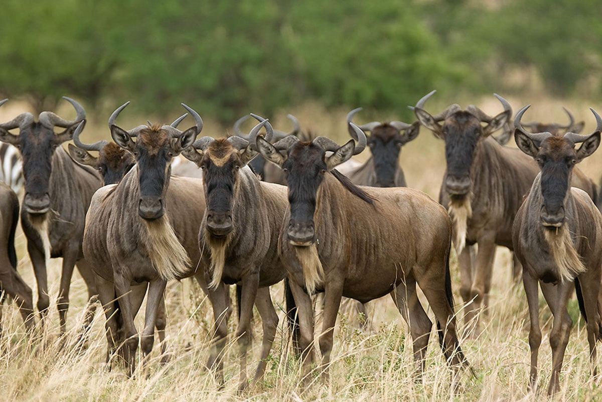 The Serengeti