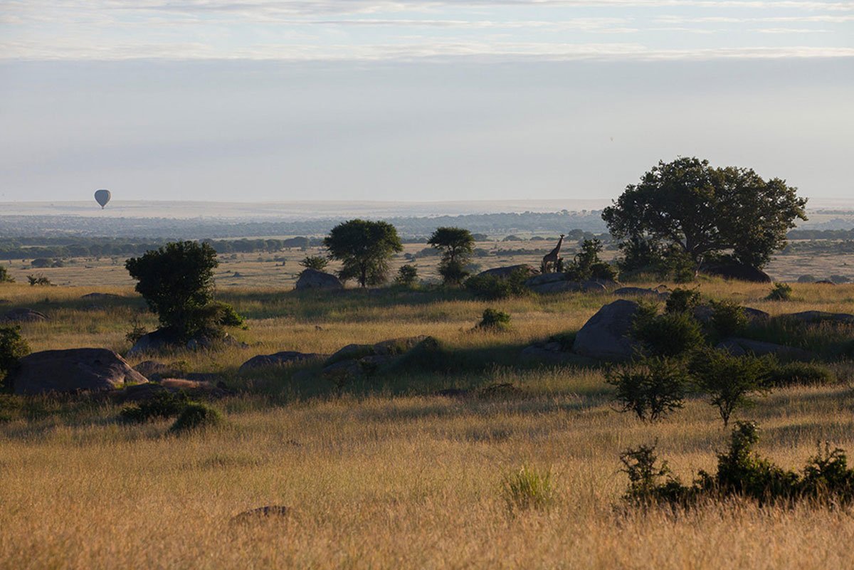 The Serengeti