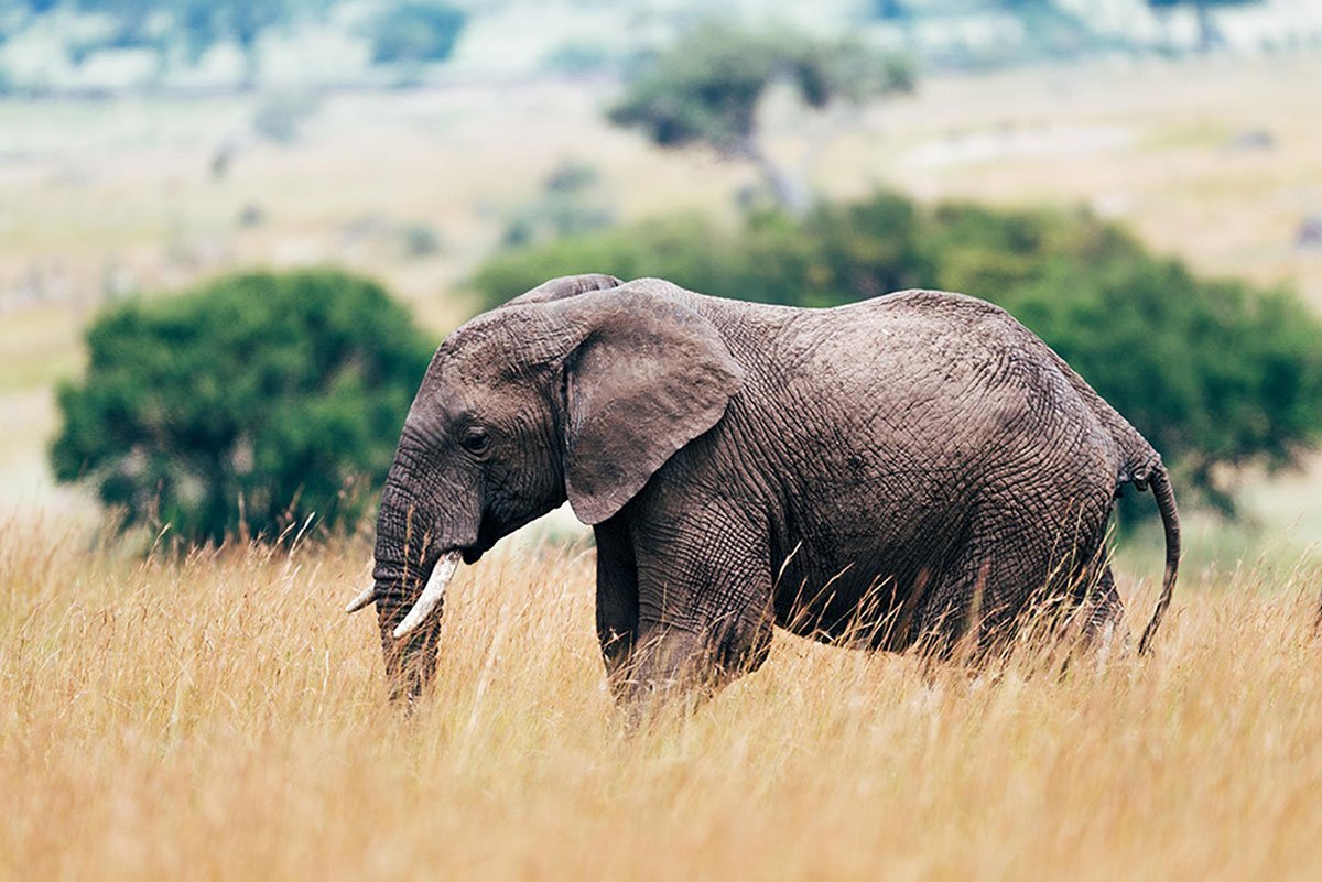 The Serengeti