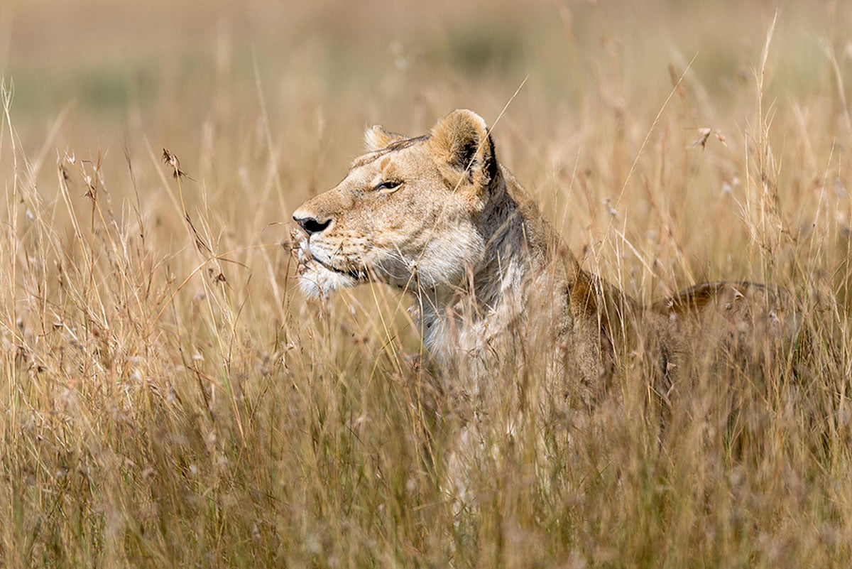 The Serengeti