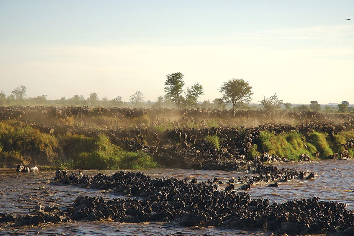 The Serengeti