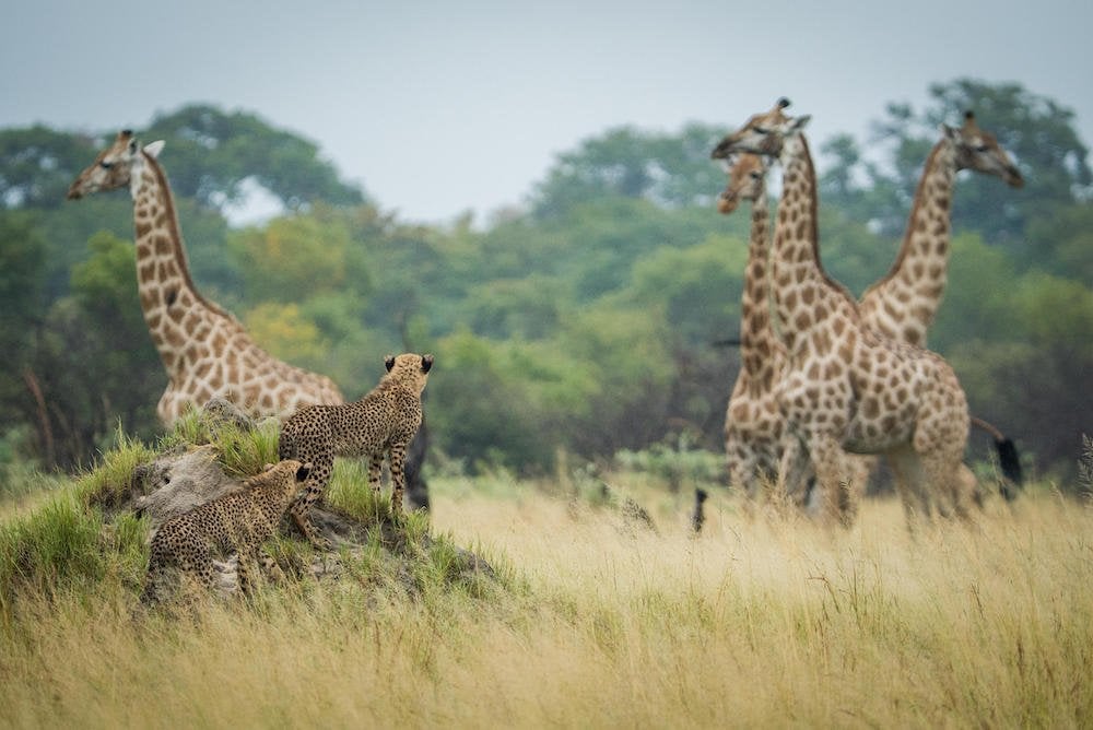 VIC FALLS TO CAPE TOWN BY TRAIN