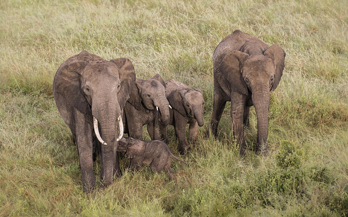 Masai Mara