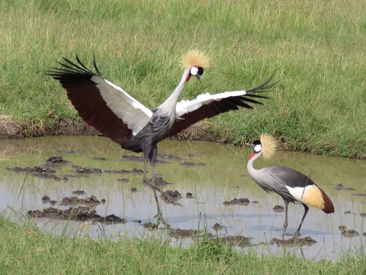 Masai Mara