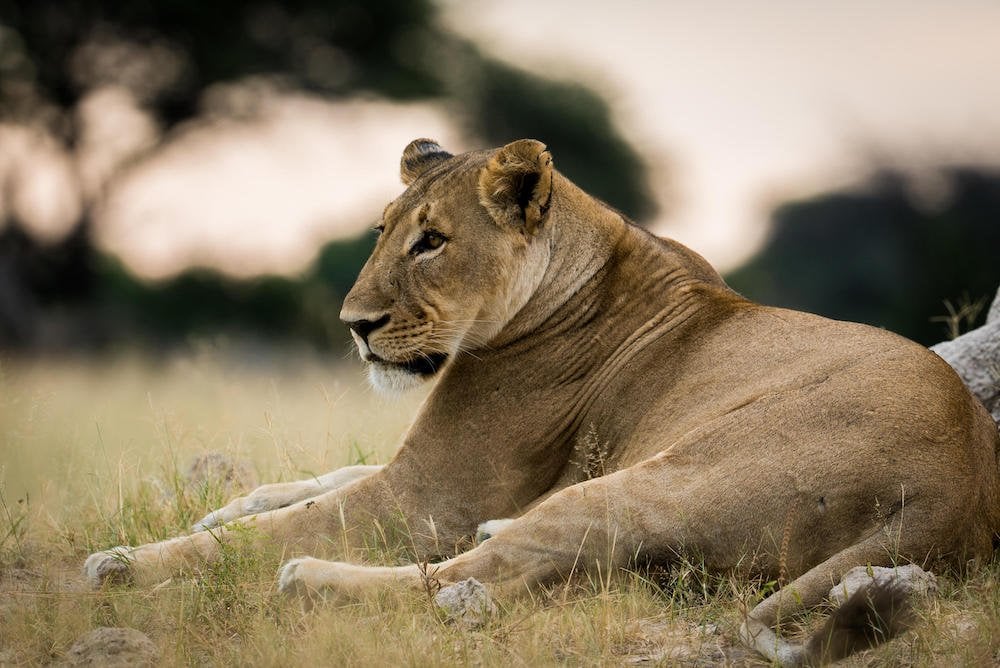 VIC FALLS TO CAPE TOWN BY TRAIN