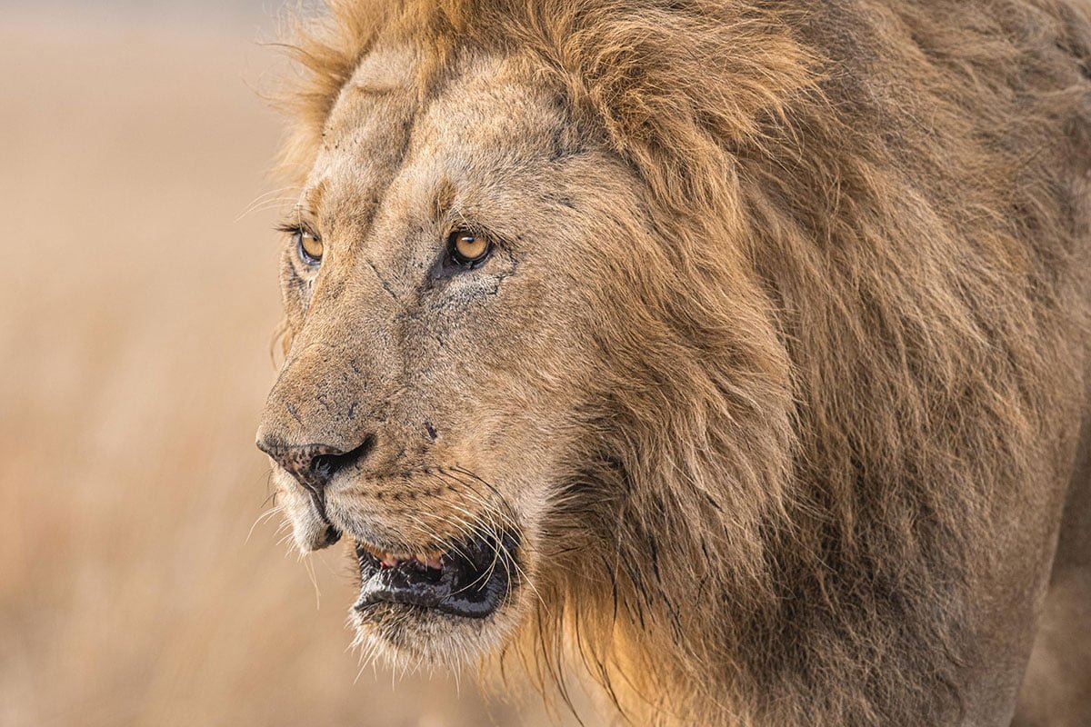 Masai Mara