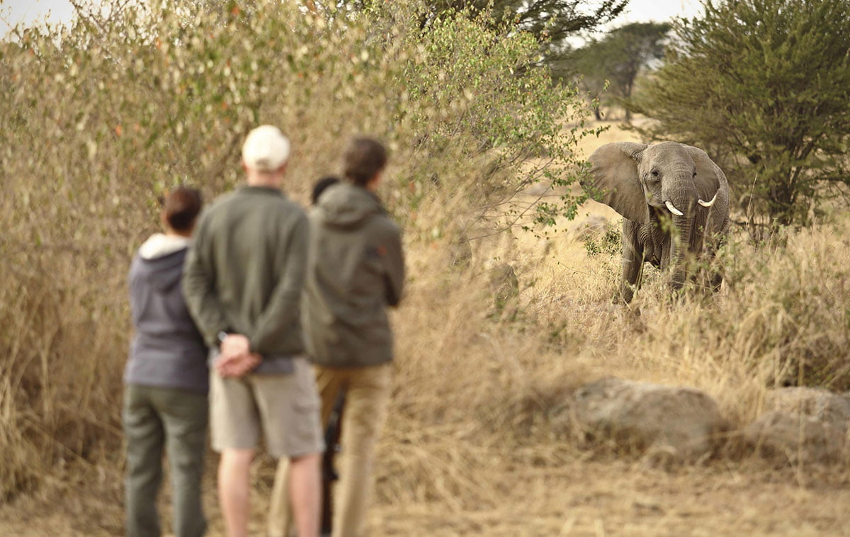 The Serengeti