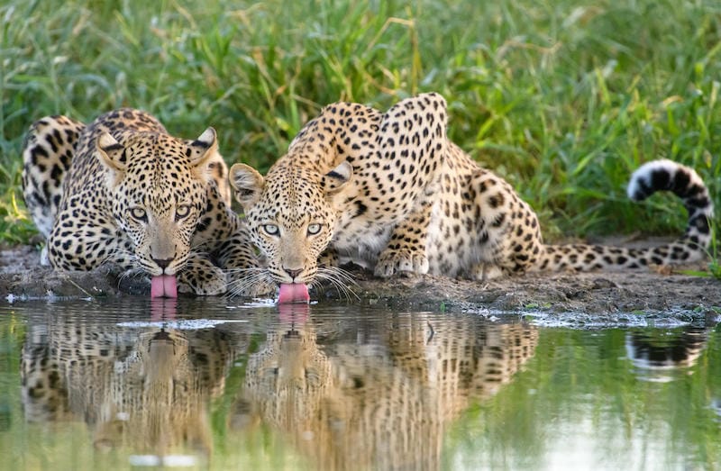 Central Kalahari Game Reserve
