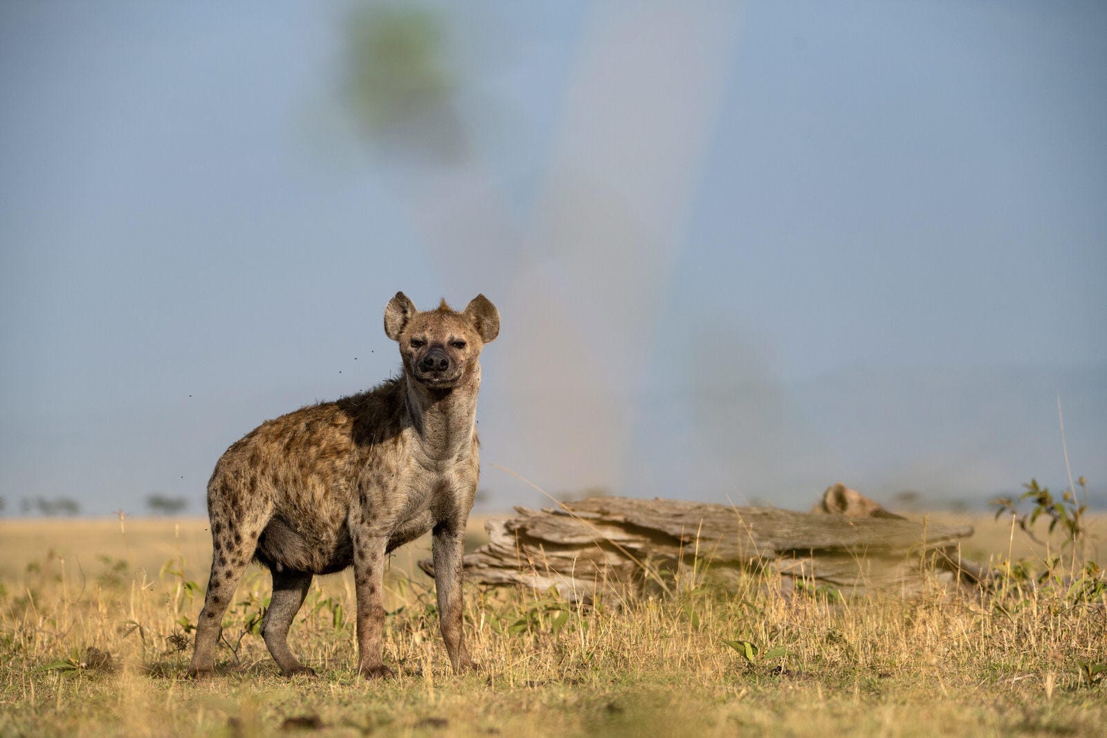 SERENGETI PLAINS CAMP