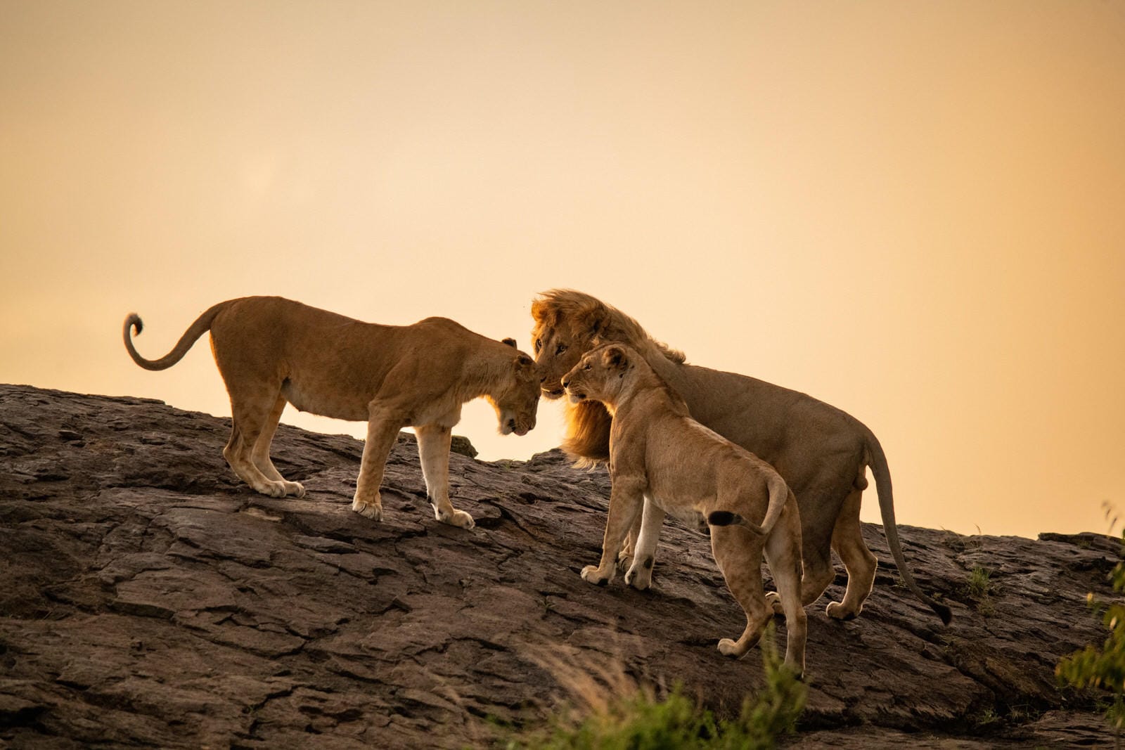 SERENGETI PLAINS CAMP