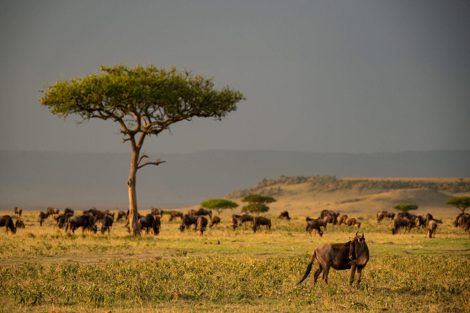 SERENGETI PLAINS CAMP