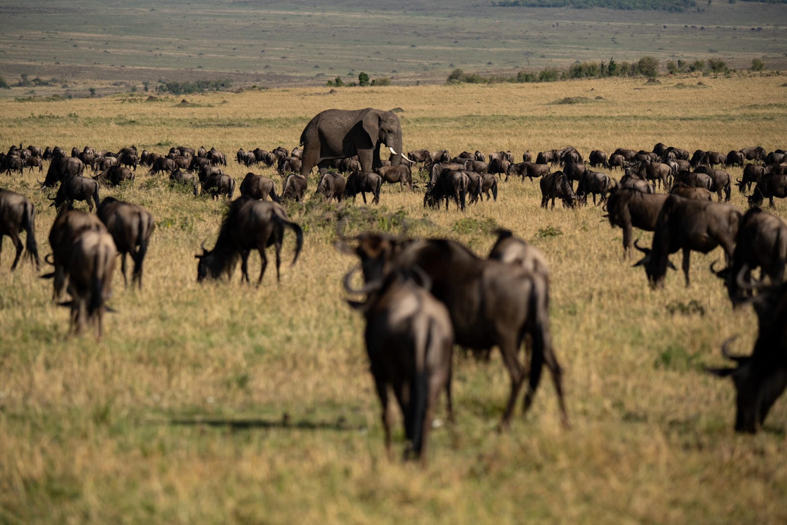 SERENGETI PLAINS CAMP