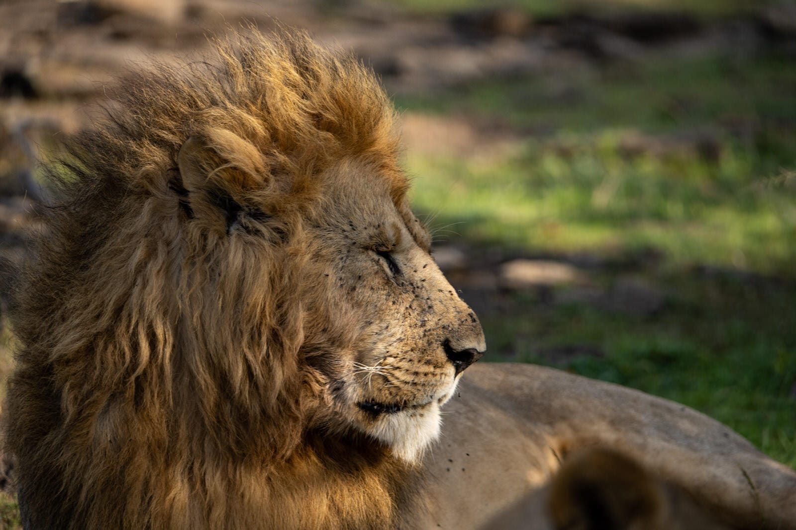 SERENGETI PLAINS CAMP