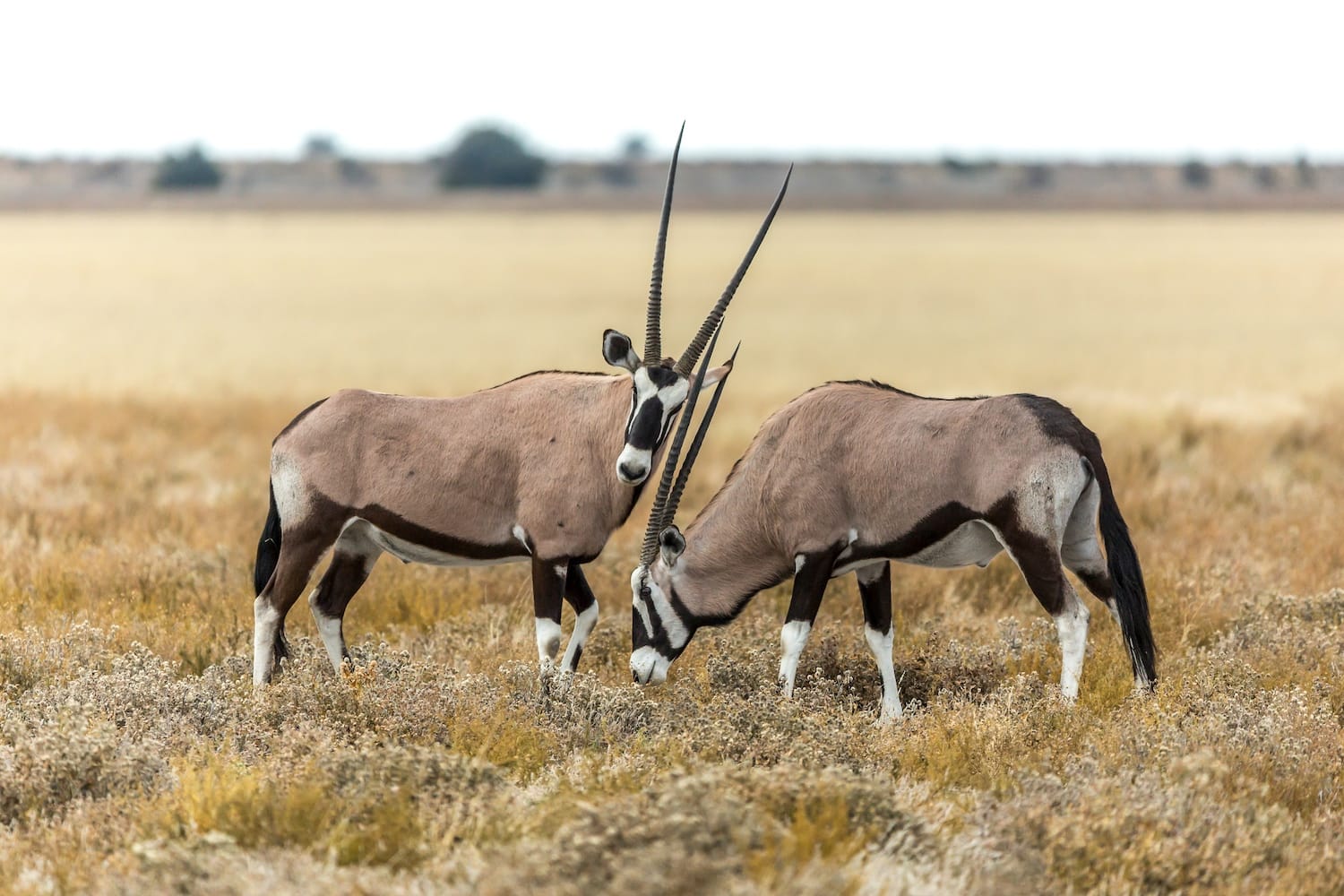 Central Kalahari Game Reserve