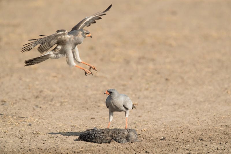 Central Kalahari Game Reserve