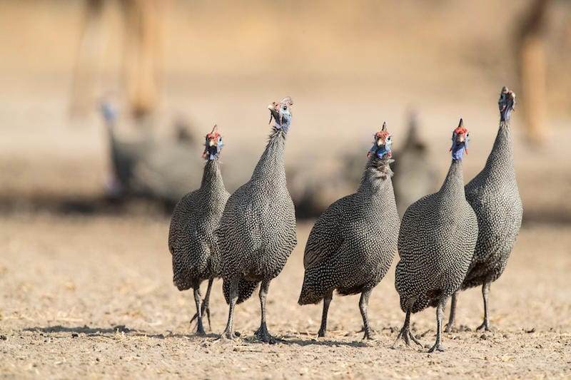 Central Kalahari Game Reserve