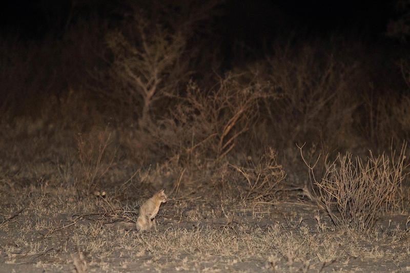 Central Kalahari Game Reserve