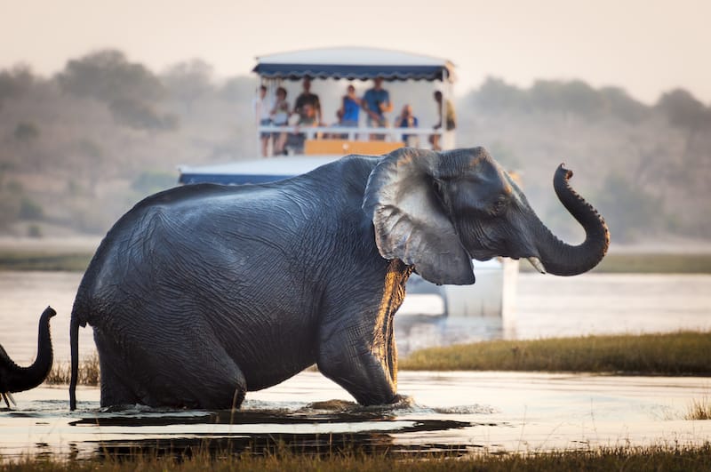 Are Safaris Safe?