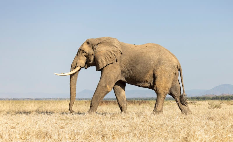 Kafue National Park